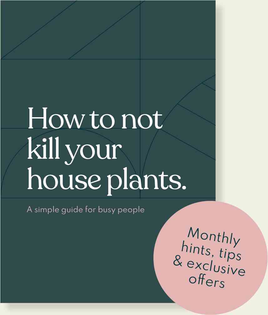 How not to kill your house plants