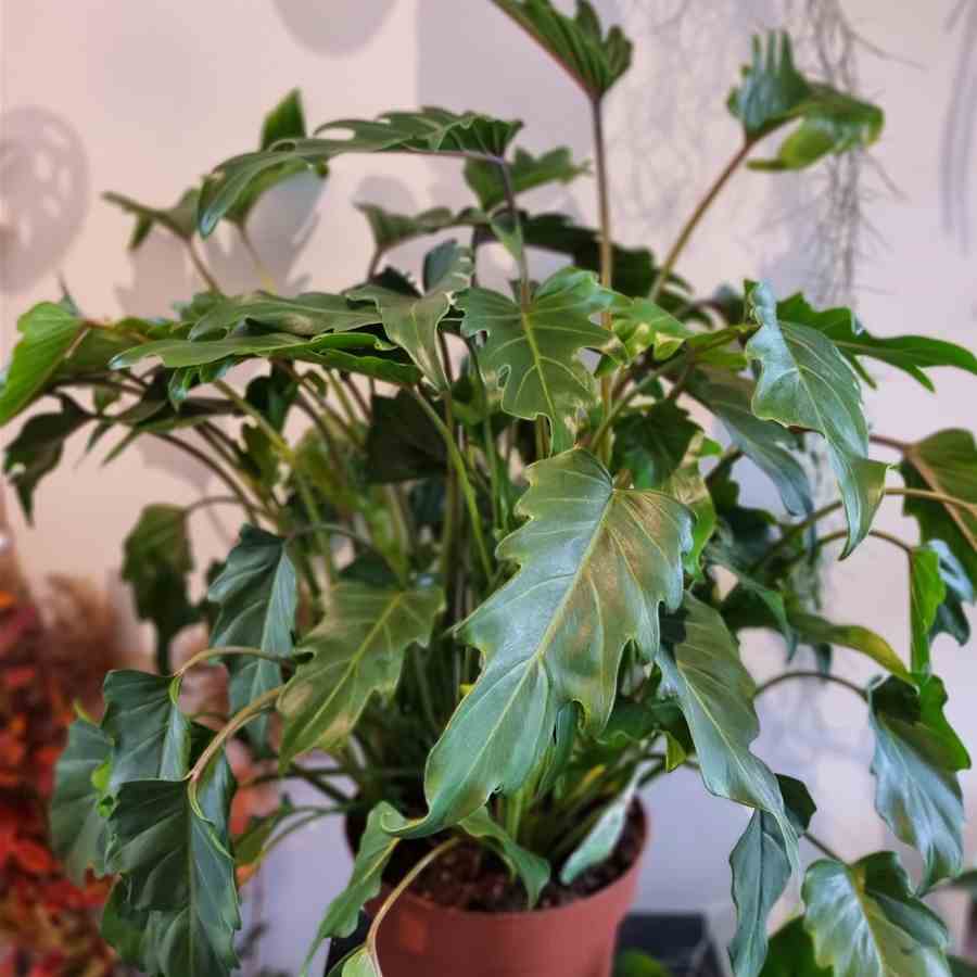 The Best Large Indoor Plants for the UK