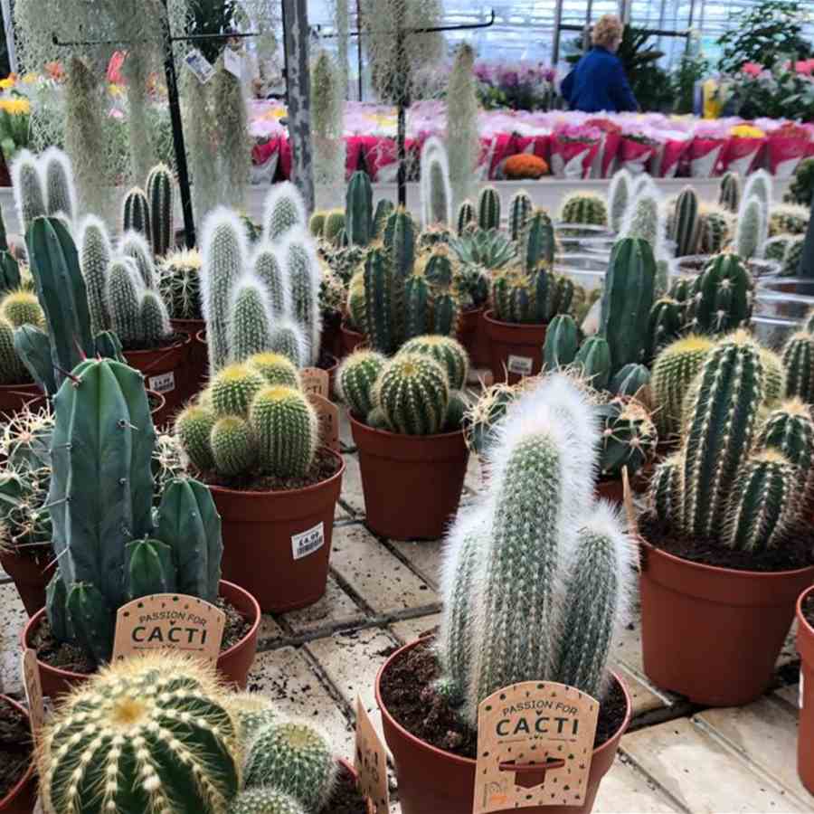 How not to suck at succulents & cacti