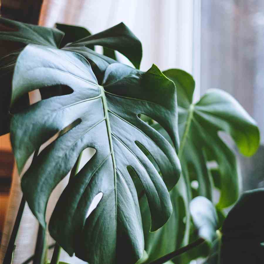 Monstera Care, Cuttings & Cheat Codes